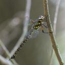 Image of Rhionaeschna planaltica imported from iNaturalist.