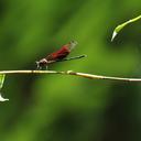 Image of Euphaea ornata imported from iNaturalist.