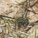 Image of Phanogomphus westfalli imported from iNaturalist.