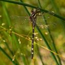 A male Brown Spiketail hanging from a reed.