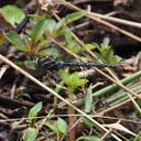 Image of Rhionaeschna itatiaia imported from iNaturalist.