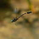 Image of Lamelligomphus hainanensis imported from iNaturalist.