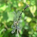 Image of Melligomphus sinicus imported from iNaturalist.