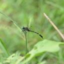 Image of Nychogomphus flavicaudus imported from iNaturalist.