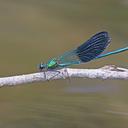 Image of Calopteryx xanthostoma imported from iNaturalist.