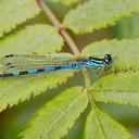 Image of Coenagrion hastulatum imported from iNaturalist.