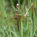 Image of Epitheca bimaculata imported from iNaturalist.