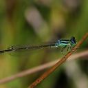 Image of Ischnura pumilio imported from iNaturalist.