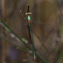 Image of Lestes virens imported from iNaturalist.