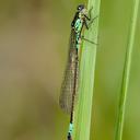 Image of Coenagrion armatum imported from iNaturalist.