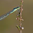 Image of Coenagrion lunulatum imported from iNaturalist.