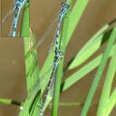 Image of Coenagrion mercuriale imported from iNaturalist.