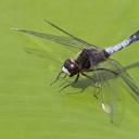 Image of Leucorrhinia caudalis imported from iNaturalist.