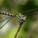 Image of Onychogomphus uncatus imported from iNaturalist.