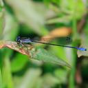 Image of Mesamphiagrion risi imported from iNaturalist.