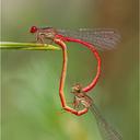 Image of Ceriagrion tenellum imported from iNaturalist.