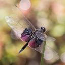 Image of Rhyothemis semihyalina imported from iNaturalist.