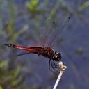 Image of Tramea limbata imported from iNaturalist.