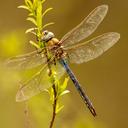 Image of Anax junius imported from iNaturalist.