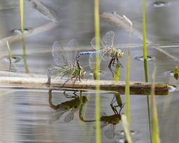 Tandem pair with female ovipositing