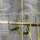 Tandem pair with female ovipositing