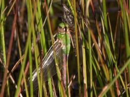 Female after eclosion