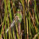 Female after eclosion