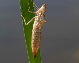 Common Green Darner exuvia