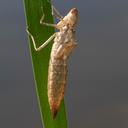 Common Green Darner exuvia