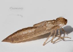 Common Green Darner exuvia