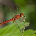 Image of Crocothemis servilia imported from iNaturalist.