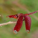 Image of Neurothemis fulvia imported from iNaturalist.