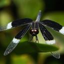 Image of Neurothemis tullia imported from iNaturalist.