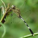 Image of Orthetrum sabina imported from iNaturalist.