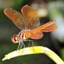 Image of Perithemis domitia imported from iNaturalist.