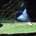 Image of Megaloprepus caerulatus imported from iNaturalist.