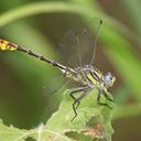 Image of Gomphurus gonzalezi imported from iNaturalist.