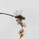 Image of Cacoides latro imported from iNaturalist.