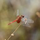 Image of Erythrodiplax famula imported from iNaturalist.