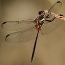 Image of Orthemis attenuata imported from iNaturalist.