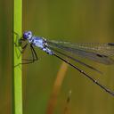 Image of Lestes macrostigma imported from iNaturalist.