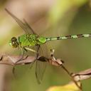 Image of Erythemis vesiculosa imported from iNaturalist.