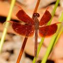 Image of Neurothemis stigmatizans imported from iNaturalist.