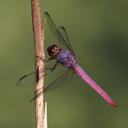 Image of Orthemis ferruginea imported from iNaturalist.