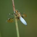 Image of Palpopleura sexmaculata imported from iNaturalist.