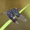 Image of Rhyothemis notata imported from iNaturalist.