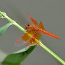 Image of Brachythemis contaminata imported from iNaturalist.