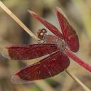 Image of Neurothemis fluctuans imported from iNaturalist.