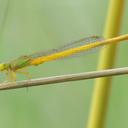 Image of Ceriagrion coromandelianum imported from iNaturalist.