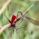 Image of Hetaerina americana imported from iNaturalist.